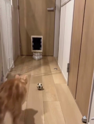 ボールに向かって走る猫