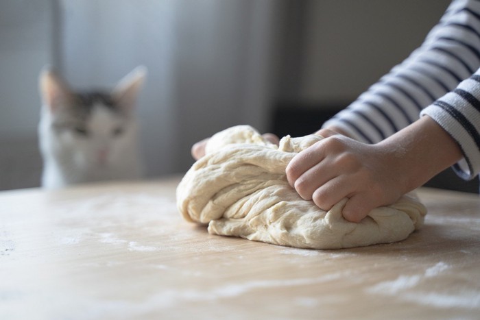 小麦粉の生地を練っている様子を遠くから見つめる猫