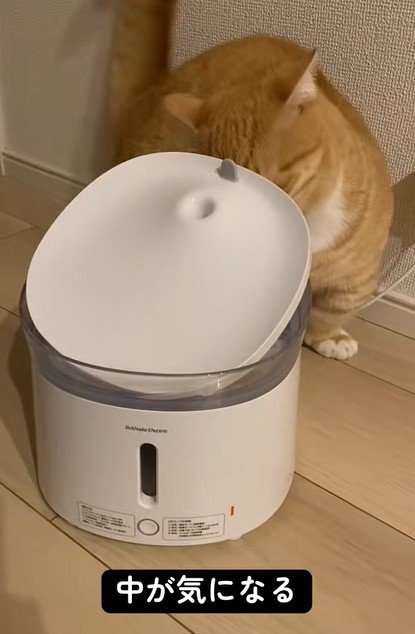 給水器の中身をのぞく猫