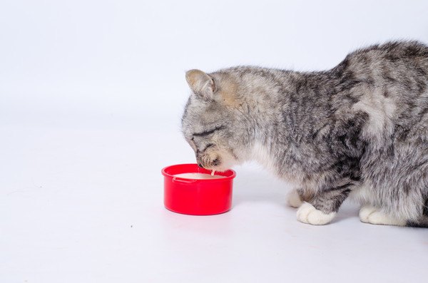 赤い容器に入った牛乳を飲む猫