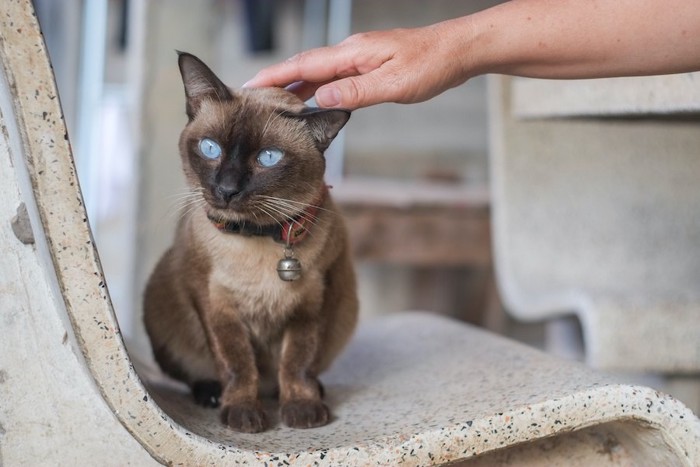 猫の頭を触ろうとする人の手