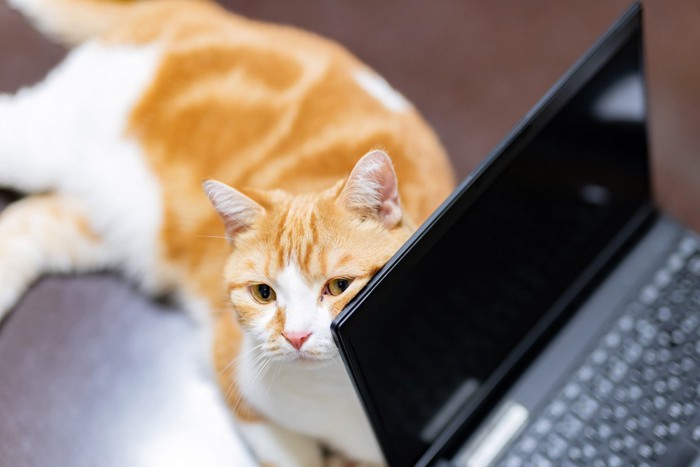 パソコンに寄りかかってふてくされる猫