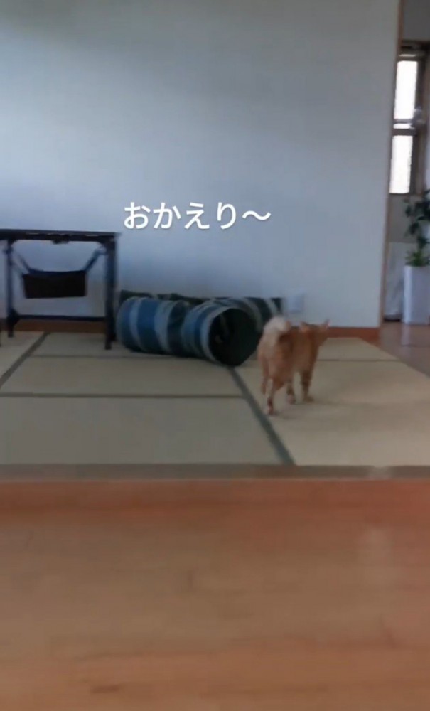 出迎えに行く猫