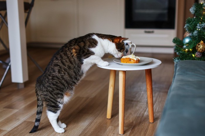 ケーキに興味がある猫