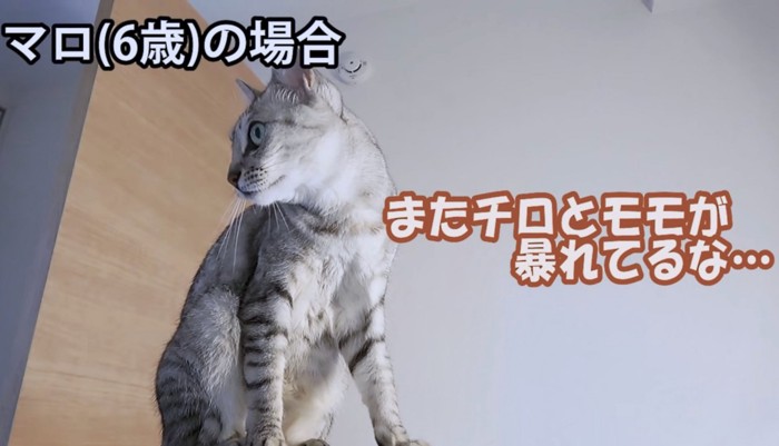 大きな音がしたわね。また子猫たちかしら…