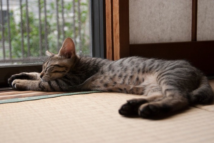 気持ち良さそうな猫