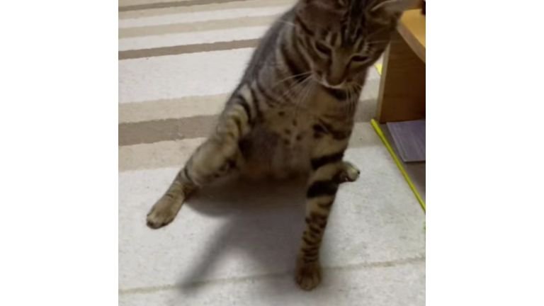 猫パンチしている猫