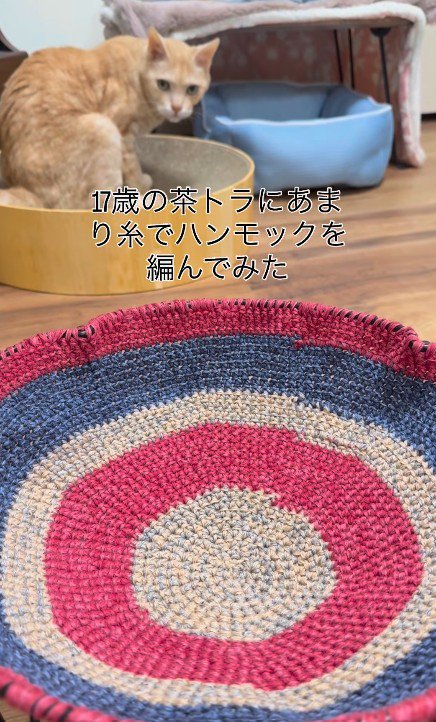 ハンモックと猫
