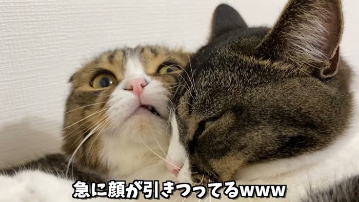 顔がひきつる猫