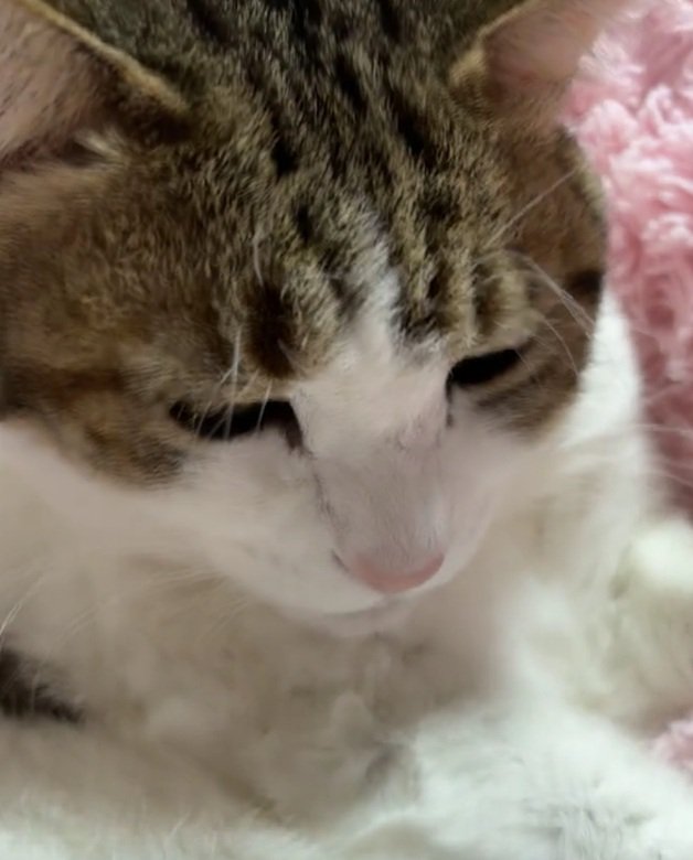 固まる猫
