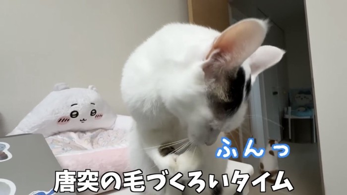 毛づくろいをする猫