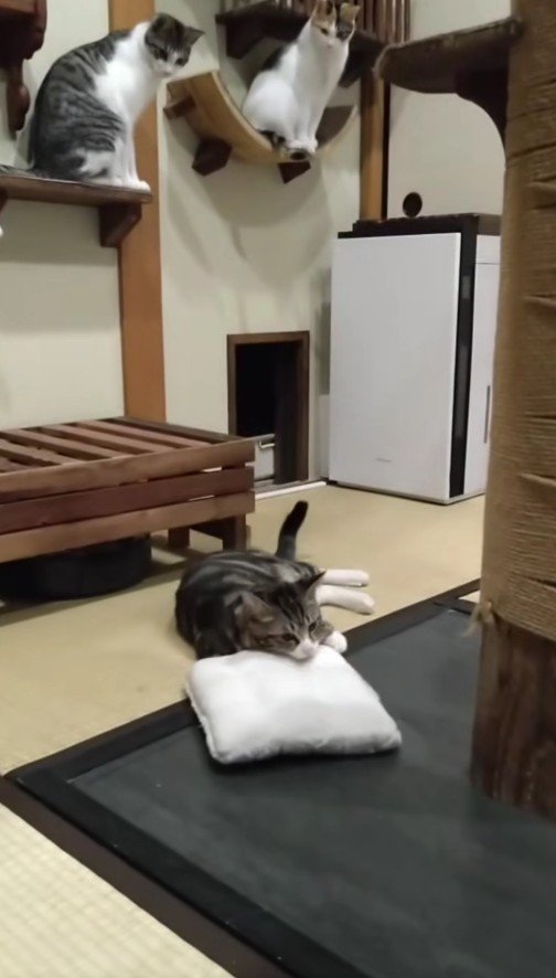 枕にあごをのせる猫