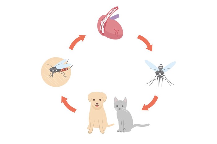 犬と猫 フィラリア 図解