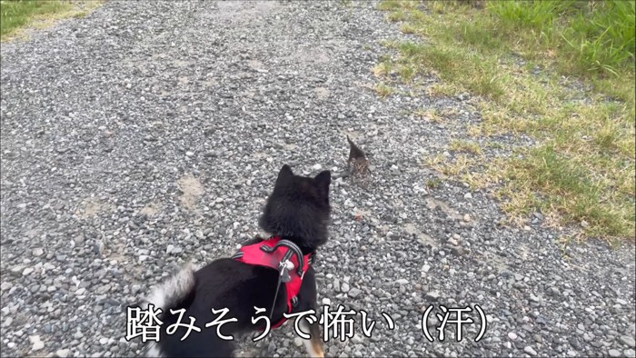 向き合う犬と子猫