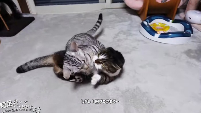 取っ組み合う猫