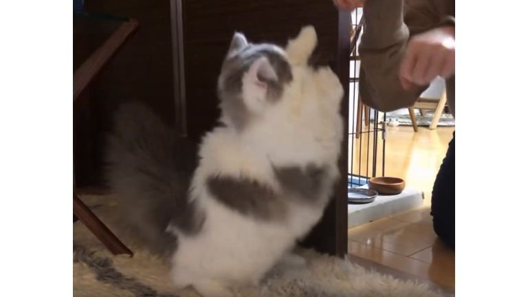 女性と猫