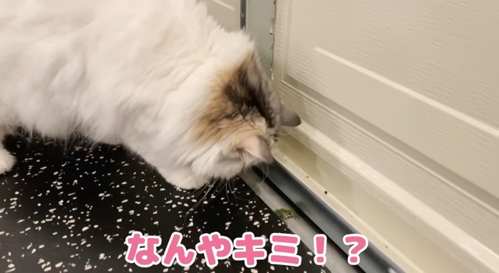 見つめる猫