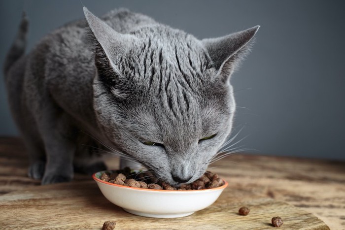 キャットフードを食べている猫