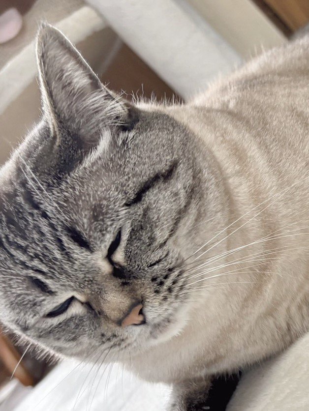 目を瞑っている猫