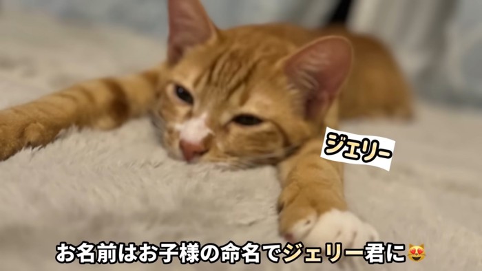 テロップ「お名前は~」