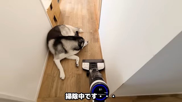 廊下の犬と掃除機