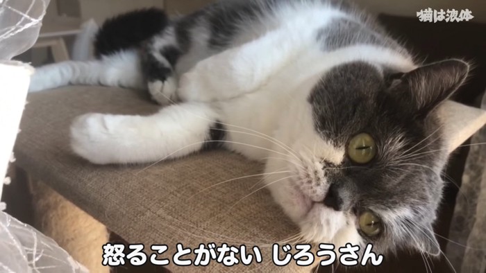 寝そべる猫