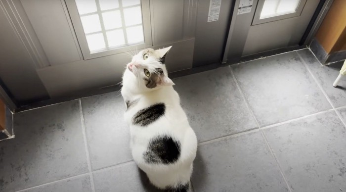 白に斑点模様の猫
