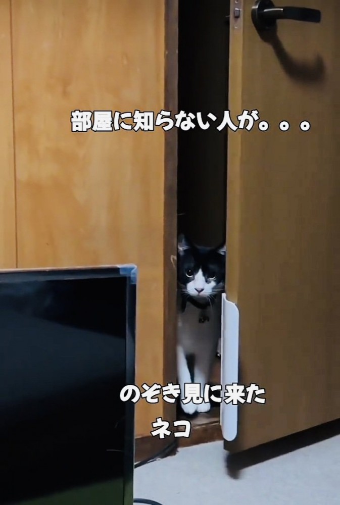 ドアの隙間から部屋の中を覗き見する白黒猫