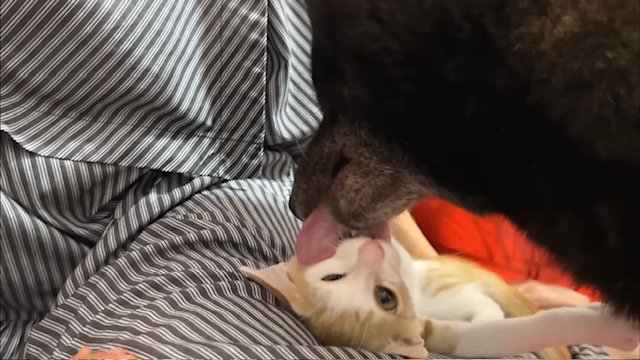 子猫を舐める甲斐犬