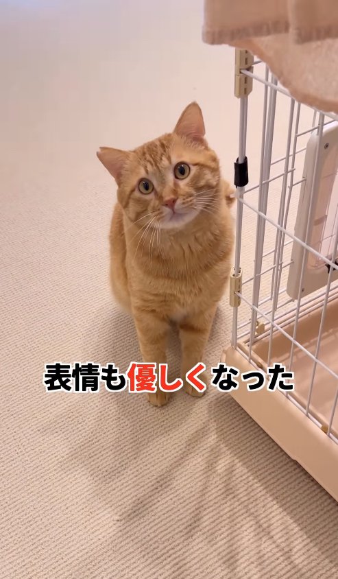 ケージ横でお座りしている猫
