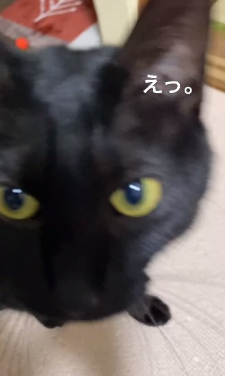 おやつに反応する猫