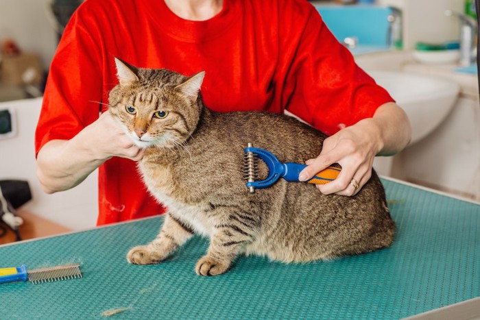 台の上でトリミングされている猫