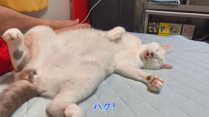 仰向けで寝る猫