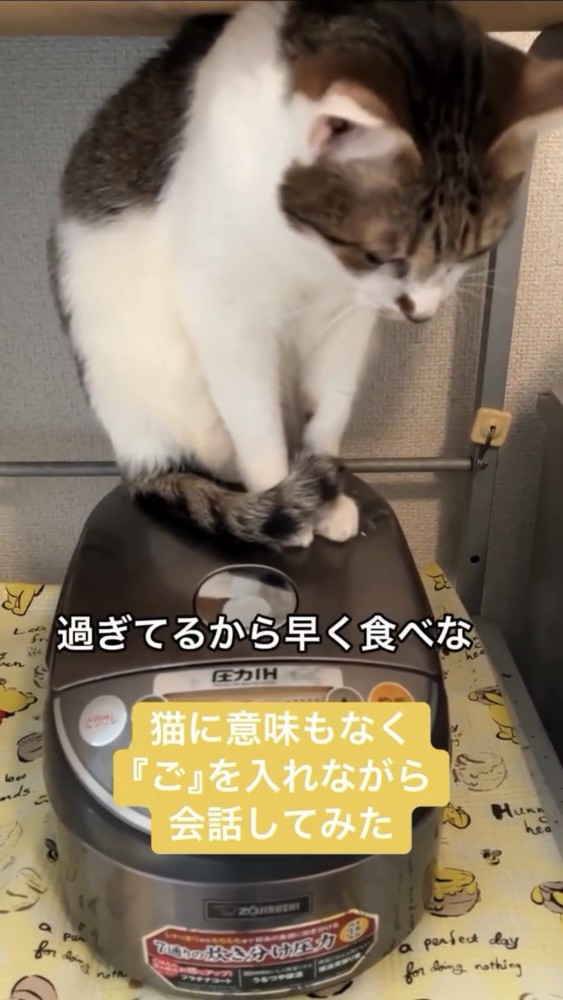 俯く猫