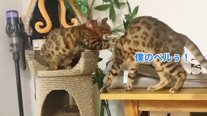 赤い首輪の猫にパンチされる猫