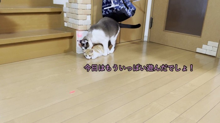 子猫に覆いかぶさる猫