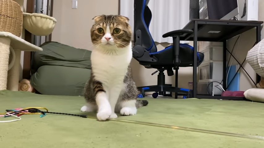 おすわりする猫