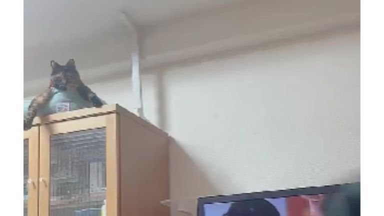 棚の上にいるサビ猫のちゃーこちゃん