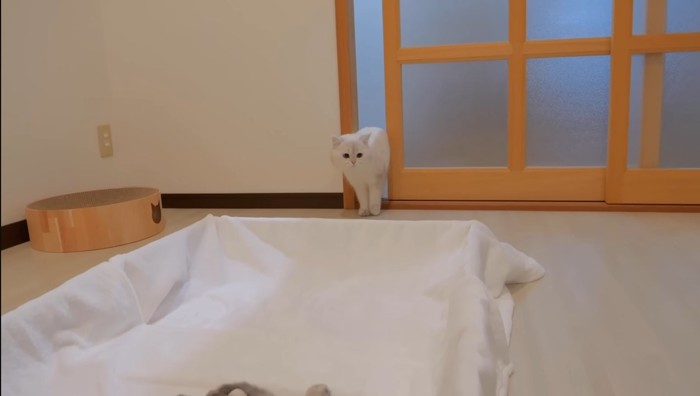 ドアの隙間から上半身だけ部屋に入る猫