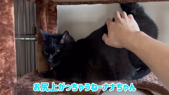 しっぽの付け根をなでられる猫