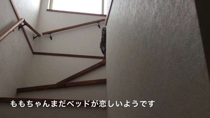 体が少し見える猫