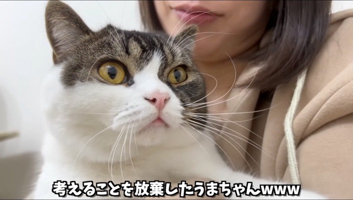 女性に抱きしめられて遠くを見つめる立ち耳の猫