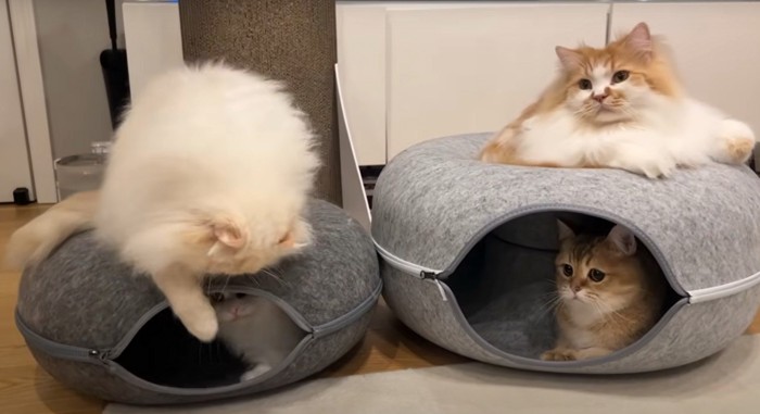 白猫がパンチしている