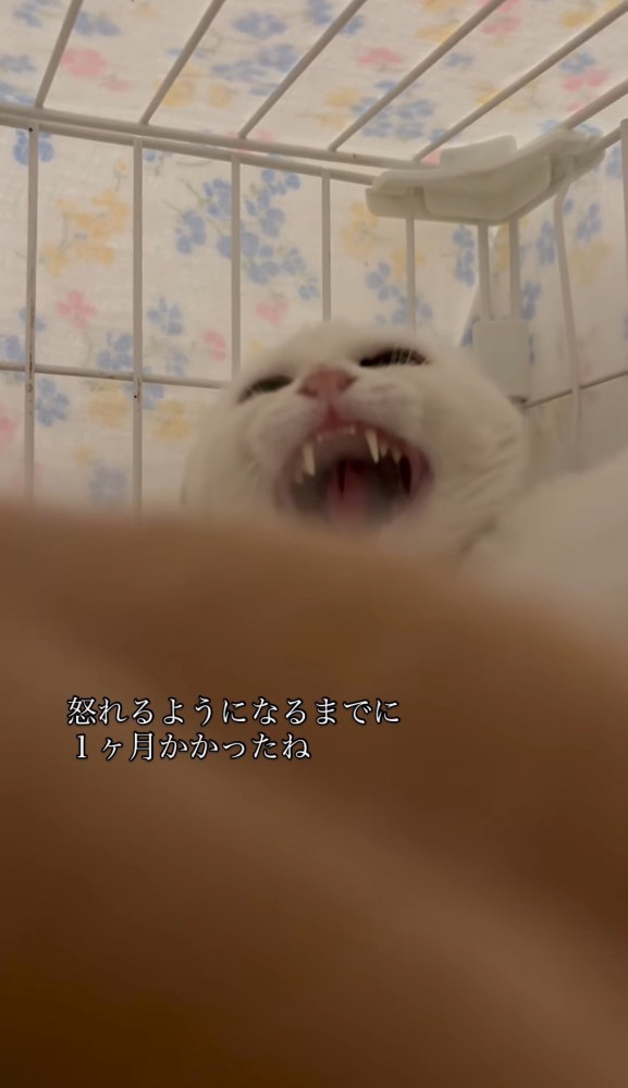 威嚇する猫