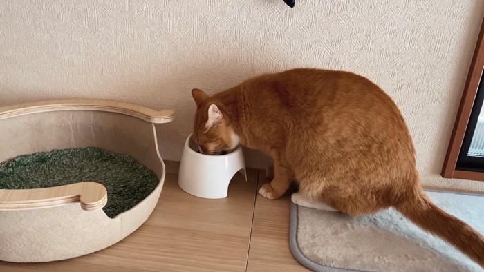 ごはんを食べる猫