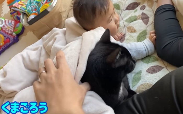 赤ちゃんと猫が並んで伏せの状態(くまごろう)