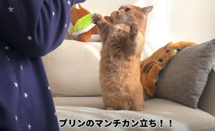 飼い主さんにアピールするマンチカン