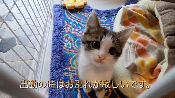 座って見つめる子猫