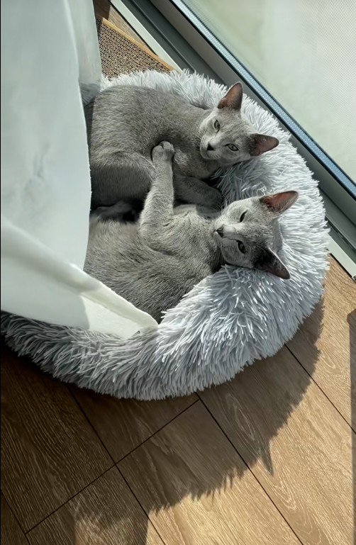 ベッドで一緒に寝ている子猫