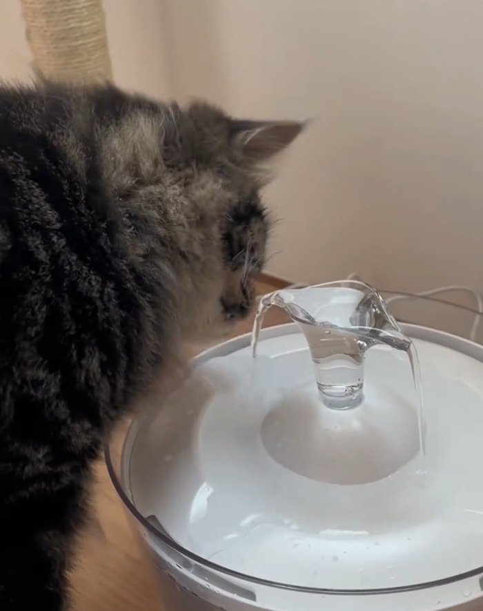 自動給水機で飲むスンスンちゃん